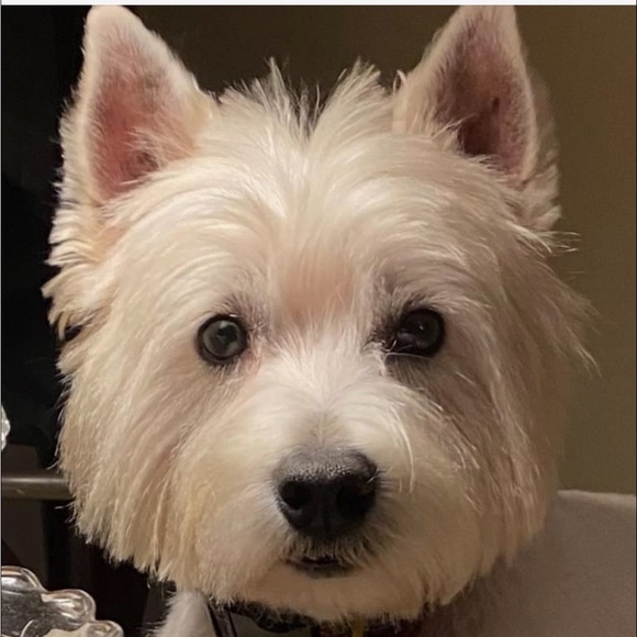 Meet your Posher, Linda - Picture 2 of 2